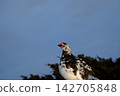 [5月]雷鳥（雄性）地點：禦庫裡池附近（立山室堂） 142705848