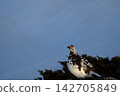 [5月]雷鳥（雄性）地點：禦庫裡池附近（立山室堂） 142705849
