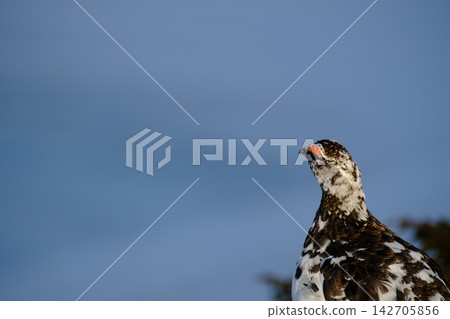 [May] Close-up of a male rock ptarmigan. Location: Near Mikurigaike Pond (Tateyama Murodo) 142705856
