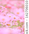 Cherry blossom-colored cosmos 142706010