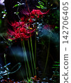 Flower blooming on the other side 142706405