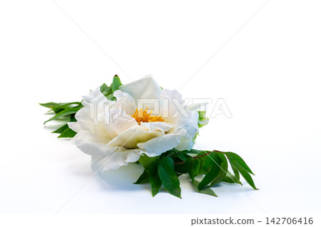 Decorative white peony flower arrangement with copy space Decorative white peony flower arrangement with copy space 142706416