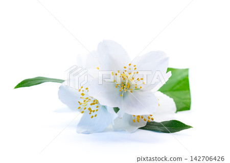 blooming jasmine branch isolated on white background blooming jasmine branch isolated on white background 142706426