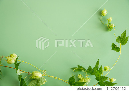 Fresh green hop cones and leaves on green background Fresh green hop cones and leaves on green background 142706432