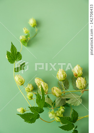 Fresh hop plant with green cones on green background 142706433