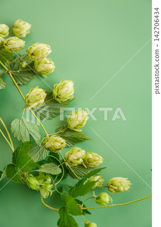 Natural hop vines with ripe cones on green background Natural hop vines with ripe cones on green background 142706434