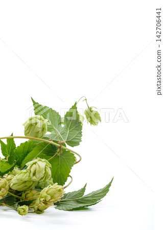 Green hop cones and vines arranged on white background Green hop cones and vines arranged on white background 142706441