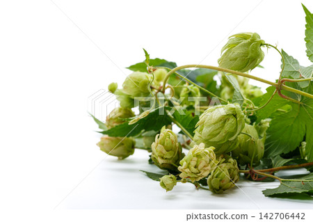 Natural green hops with leaves arranged on white background Natural green hops with leaves arranged on white background 142706442