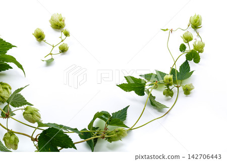 Natural green hops with leaves arranged on white background Natural green hops with leaves arranged on white background 142706443
