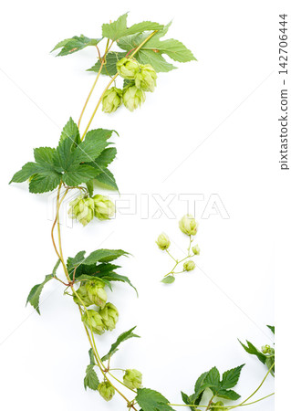 Green hop branches with ripe cones isolated on white background 142706444