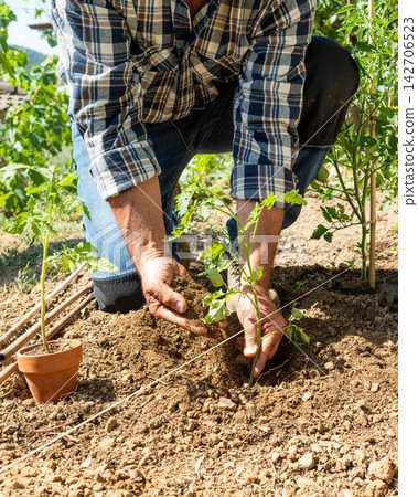 Planting tomato seedlings in the ground by hand. Agriculture. Planting tomato seedlings in the ground by hand. Agriculture. 142706523