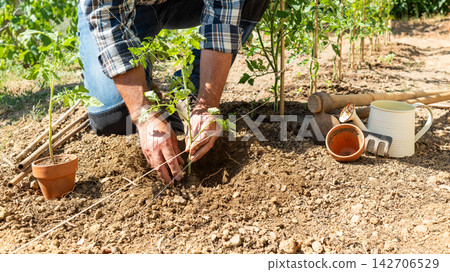 Planting tomato seedlings in the ground by hand. Agriculture. Planting tomato seedlings in the ground by hand. Agriculture. 142706529