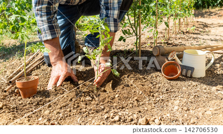 Planting tomato seedlings in the ground by hand. Agriculture. Planting tomato seedlings in the ground by hand. Agriculture. 142706530