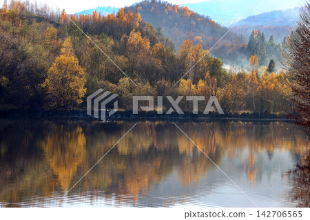 Misty autumn forest with golden and orange foliage reflected in a calm lake Misty autumn forest with golden and orange foliage reflected in a calm lake 142706565