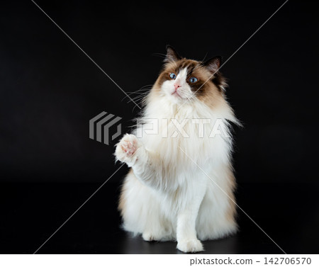 Elegant Ragdoll cat with long fur on black background Elegant Ragdoll cat with long fur on black background 142706570