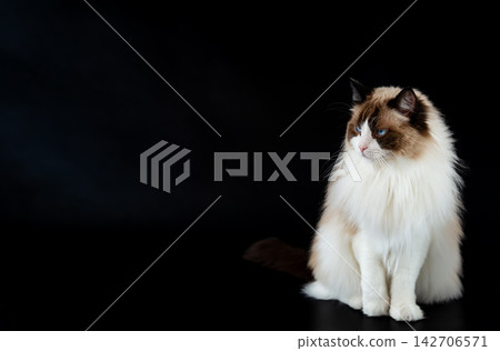 Longhaired domestic Ragdoll cat looking upward on black backdrop Longhaired domestic Ragdoll cat looking upward on black backdrop 142706571