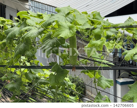 Climbing Vegetable Vine Growing Outdoors Climbing Vegetable Vine Growing Outdoors 142706605