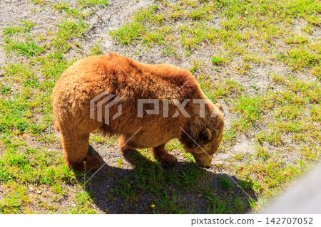 Bear in Bear Pit in Bern, Switzerland. Bear is a symbol of Bern city Bear in Bear Pit in Bern, Switzerland. Bear is a symbol of Bern city 142707052