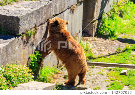 Bear in Bear Pit in Bern, Switzerland. Bear is a symbol of Bern city Bear in Bear Pit in Bern, Switzerland. Bear is a symbol of Bern city 142707053
