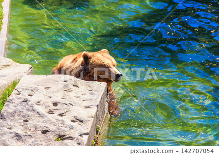Bear in Bear Pit in Bern, Switzerland. Bear is a symbol of Bern city Bear in Bear Pit in Bern, Switzerland. Bear is a symbol of Bern city 142707054