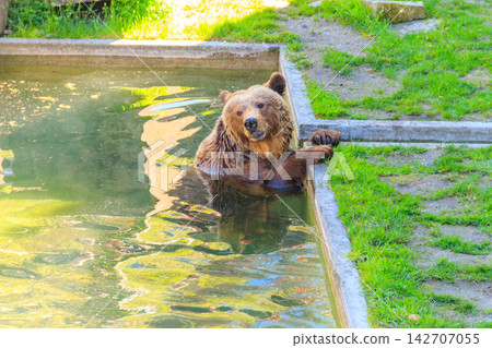 Bear in Bear Pit in Bern, Switzerland. Bear is a symbol of Bern city Bear in Bear Pit in Bern, Switzerland. Bear is a symbol of Bern city 142707055