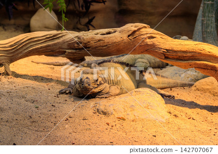 Rhinoceros iguana (Cyclura cornuta) is an endangered species of iguana Rhinoceros iguana (Cyclura cornuta) is an endangered species of iguana 142707067