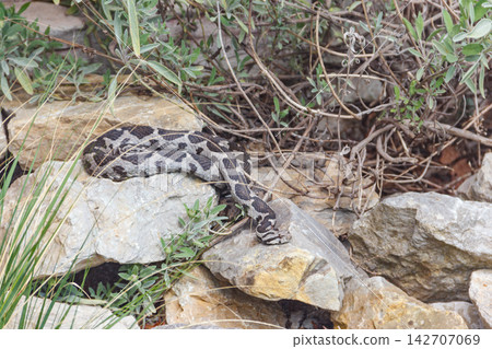 Ottoman viper, rock viper, coastal viper (Montivipera xanthina) Ottoman viper, rock viper, coastal viper (Montivipera xanthina) 142707069