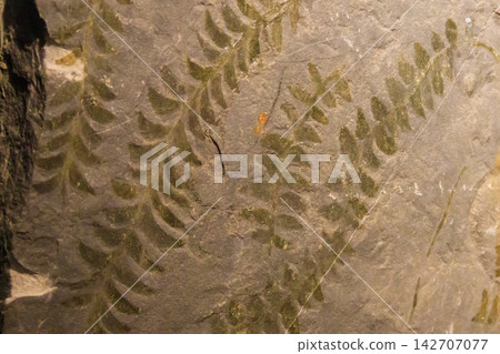 Imprint of leaf on rock. Stone texture. Archaeological background Imprint of leaf on rock. Stone texture. Archaeological background 142707077