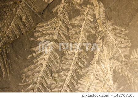 Imprint of leaf on rock. Stone texture. Archaeological background Imprint of leaf on rock. Stone texture. Archaeological background 142707103