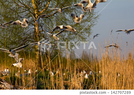 Spring, delicate young foliage trees, and noisy nesting gulls 142707289