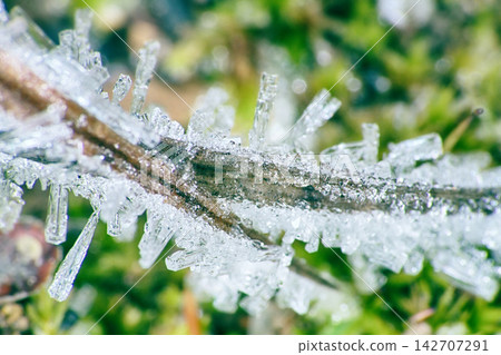ice spicule on green leaves because of unexpected frost ice spicule on green leaves because of unexpected frost 142707291