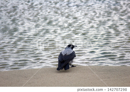 Hooded crow on seaside Hooded crow on seaside 142707298