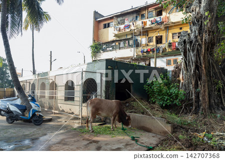 A cow tied in a sunlit urban courtyard grazes near a parked scooter beneath palm trees A cow tied in a sunlit urban courtyard grazes near a parked scooter beneath palm trees 142707368