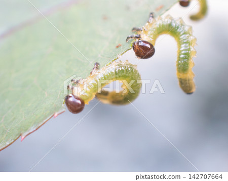Many rose sawfly larvae on a rose leaf - diagonal front view Many rose sawfly larvae on a rose leaf - diagonal front view 142707664