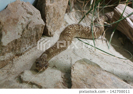Venomous Snake Crawling Across Sandy Terrain Between Rocks in a Terrarium Venomous Snake Crawling Across Sandy Terrain Between Rocks in a Terrarium 142708011