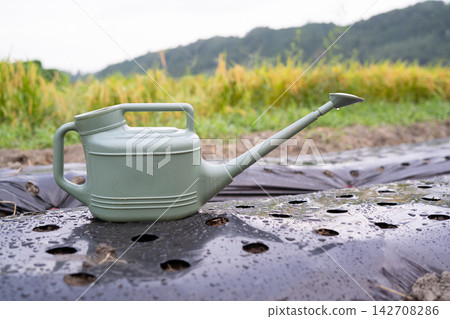 A green watering can placed on black mulch that has been soaked in the rain. A green watering can placed on black mulch that has been soaked in the rain. 142708286