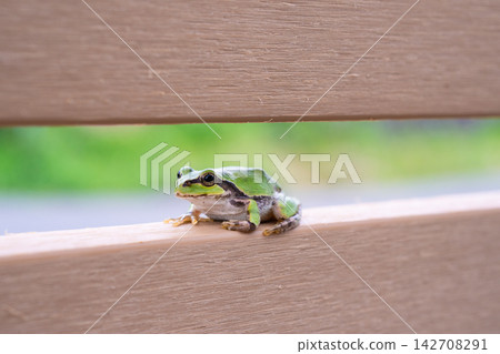 Japanese tree frog in the gap of a wooden bench Japanese tree frog in the gap of a wooden bench 142708291