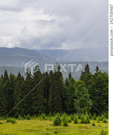 Mountains and forests in the Carpathians of Ukraine during summer Mountains and forests in the Carpathians of Ukraine during summer 142708487