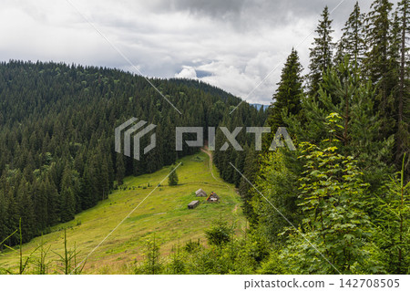 Mountains in the Carpathians of Ukraine with forest and meadows Mountains in the Carpathians of Ukraine with forest and meadows 142708505