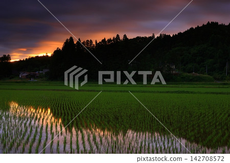 發光在稻田的日落 發光在稻田的日落 142708572