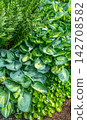 Host Leaves Background 142708582