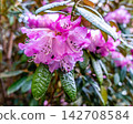 Pink Flowers Close-up 142708584