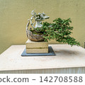 Bonsai Tree In Museaum 142708588