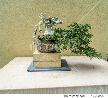 Bonsai Tree In Museaum 142708588