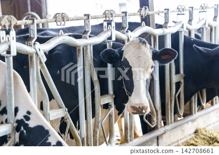 Cattle cow Cattle cow 142708661