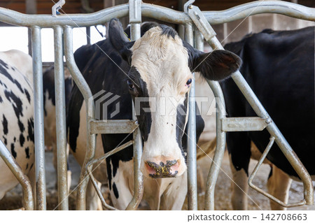 Cattle cow Cattle cow 142708663
