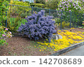 Blue California Lilac 142708689