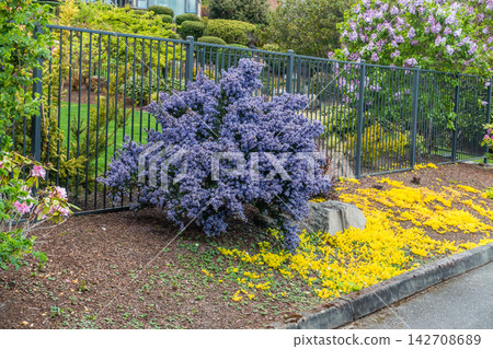 Blue California Lilac Blue California Lilac 142708689