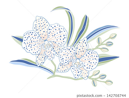 Elegant Orchid Botanical Illustration Featuring Delicate Spotted Blossoms And Gracefully Curving Leaves Elegant Orchid Botanical Illustration Featuring Delicate Spotted Blossoms And Gracefully Curving Leaves 142708744