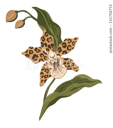 Exotic Orchid Botanical Illustration Featuring Leopard Spotted Petals And Gracefully Curving Foliage 142708752